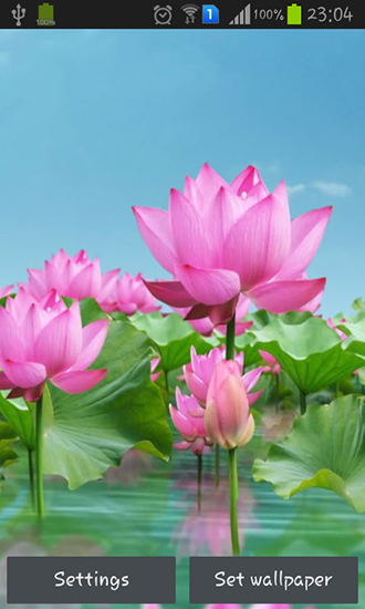 Download livewallpaper Lotus pond for Android.