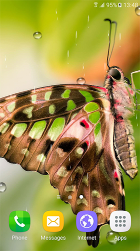 Macro butterflies apk - free download.