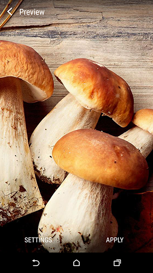 Download Mushrooms free livewallpaper for Android 4.4.2 phone and tablet.