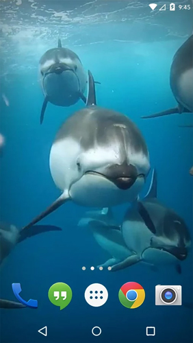 Ocean 3D: Dolphin apk - free download.
