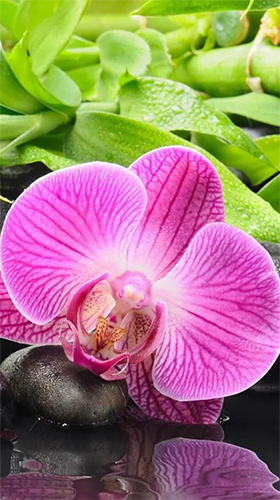 Orchid by Art LWP apk - free download.