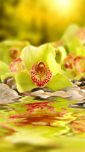 Orchid by Creative Factory Wallpapers apk - free download.