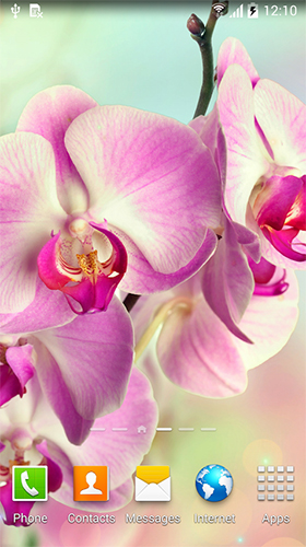Orchids by BlackBird Wallpapers apk - free download.