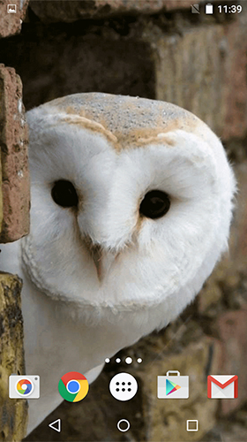 Owl by MISVI Apps for Your Phone apk - free download.