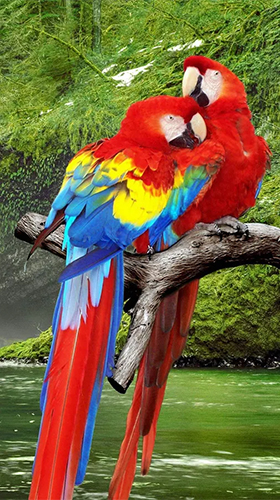 Parrot by Live Animals APPS apk - free download.