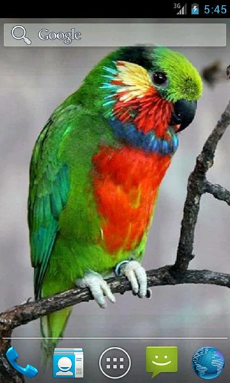 Download livewallpaper Parrot by Wpstar for Android.