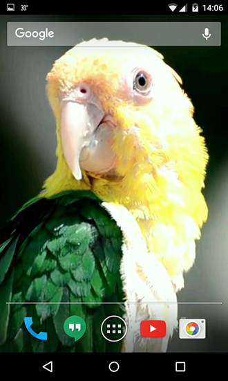 Download livewallpaper Parrots for Android.
