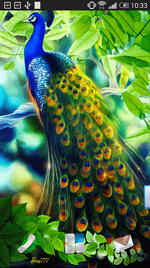 Download Peacock free livewallpaper for Android 4.2.2 phone and tablet.