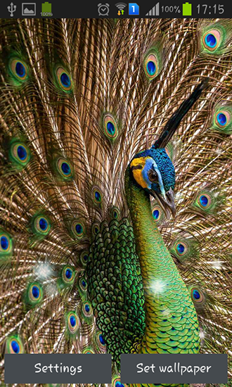 Download livewallpaper Peacock feather for Android.