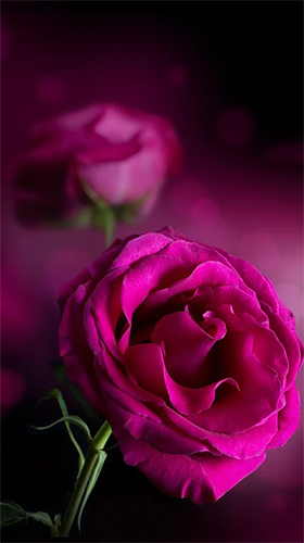Pink rose apk - free download.