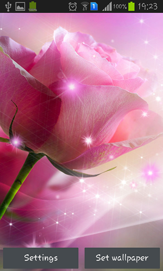 Download livewallpaper Pink roses for Android.