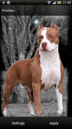 Download livewallpaper Pitbull for Android.