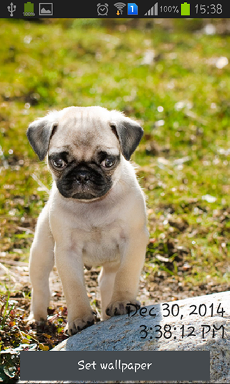Download livewallpaper Playful pugs for Android.