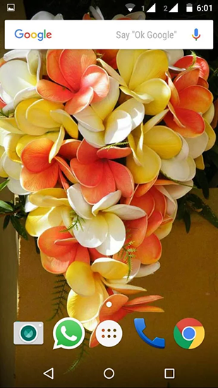Download livewallpaper Plumeria for Android.