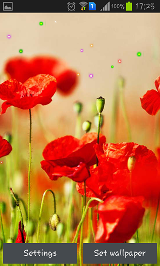 Download Poppy fields free Interactive livewallpaper for Android phone and tablet.