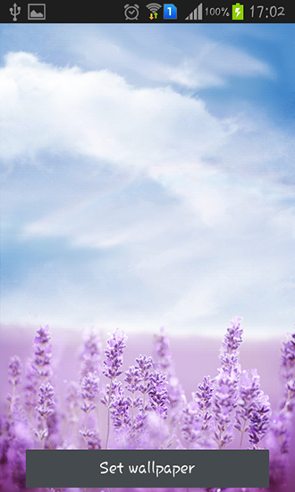Download livewallpaper Purple lavender for Android.