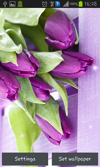 Download livewallpaper Purple tulips for Android.