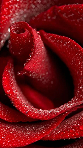 Red rose by HQ Awesome Live Wallpaper apk - free download.