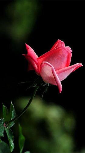 Rose by Forever WallPapers apk - free download.