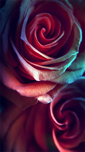 Rose by Live Wallpaper HQ apk - free download.