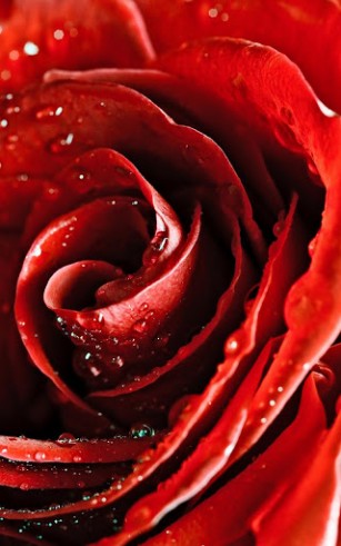 Download livewallpaper Rose macro for Android.