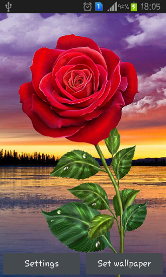 Download livewallpaper Rose: Magic touch for Android.