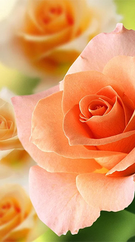 Roses 3D by Happy live wallpapers apk - free download.
