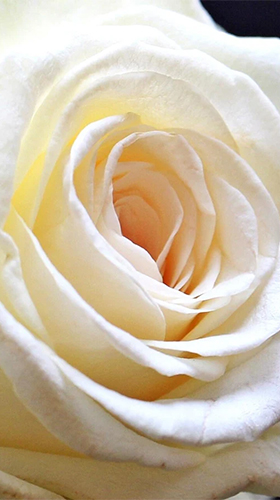 Roses by Live Wallpaper HD 3D apk - free download.