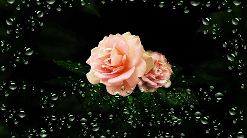 Roses diamond dew apk - free download.