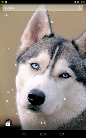 Download Siberian husky free livewallpaper for Android 6.0 phone and tablet.