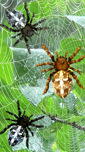 Spider by Cosmic Mobile Wallpapers apk - free download.