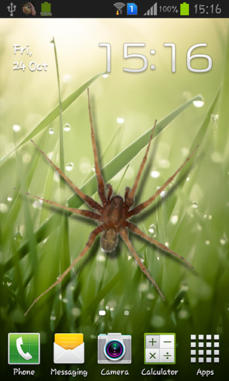 Download Spider in phone free Animals livewallpaper for Android phone and tablet.