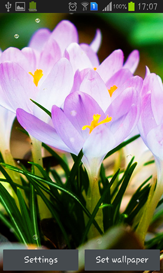 Download livewallpaper Spring flowers: Rain for Android.