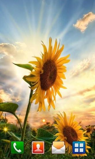 Download Sunflower sunset free Landscape livewallpaper for Android phone and tablet.