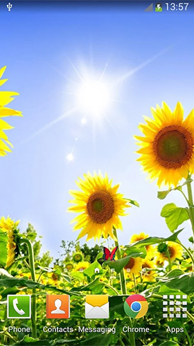 Sunflowers apk - free download.