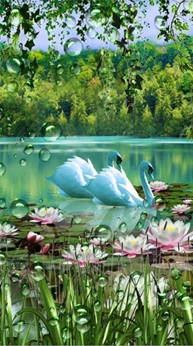 Swans and lilies apk - free download.