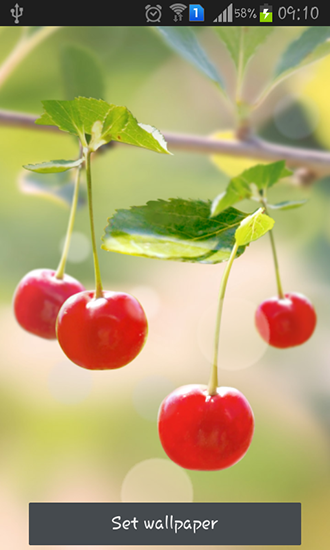 Download livewallpaper Sweet cherry for Android.