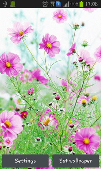 Download livewallpaper Sweet flowers for Android.