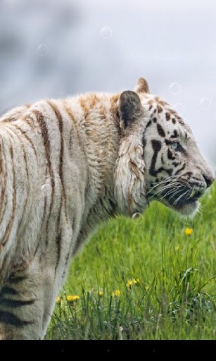 Download livewallpaper Tiger for Android.