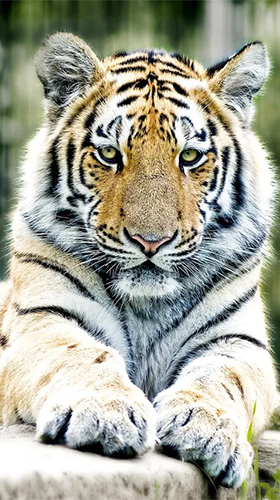 Tigers by Live Wallpaper HD 3D apk - free download.