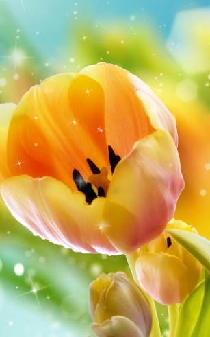 Download livewallpaper Tulips for Android.