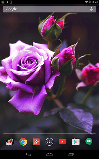 Download livewallpaper Violet rose for Android.