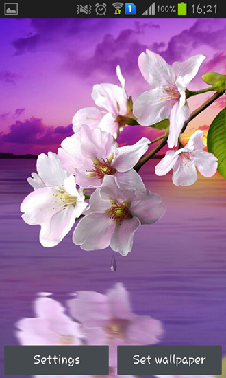 Download livewallpaper Water drop: Flowers and leaves for Android.