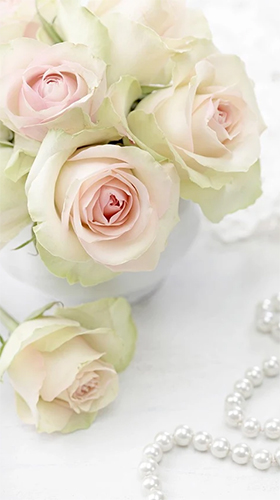 White rose by HQ Awesome Live Wallpaper apk - free download.