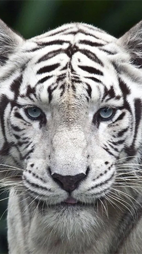 White tiger by Revenge Solution apk - free download.