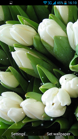 Download White flowers free livewallpaper for Android 4.0.2 phone and tablet.