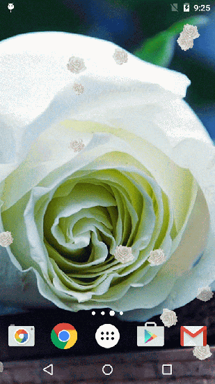 Download livewallpaper White rose for Android.