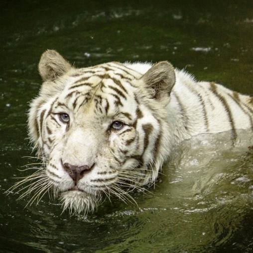 Download livewallpaper White tiger: Water touch for Android.