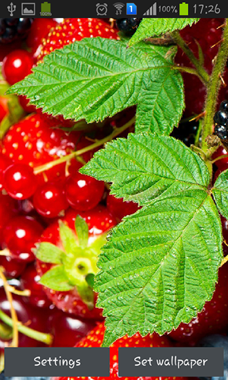 Download Wild berries free Food livewallpaper for Android phone and tablet.