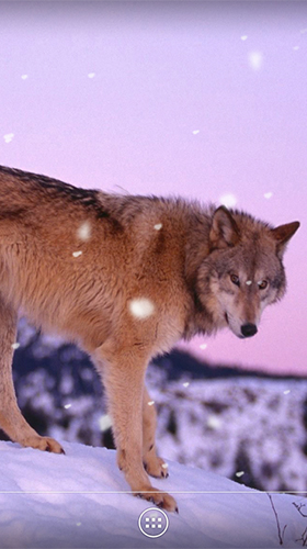 Wolf by orchid apk - free download.
